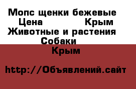 Мопс щенки бежевые › Цена ­ 12 000 - Крым Животные и растения » Собаки   . Крым